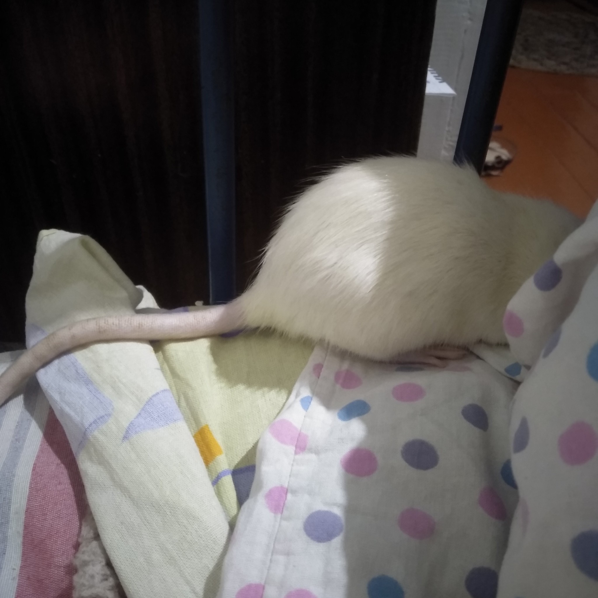 An evening with rats - My, Decorative rats, Rat, Pets, Milota, Video, Longpost