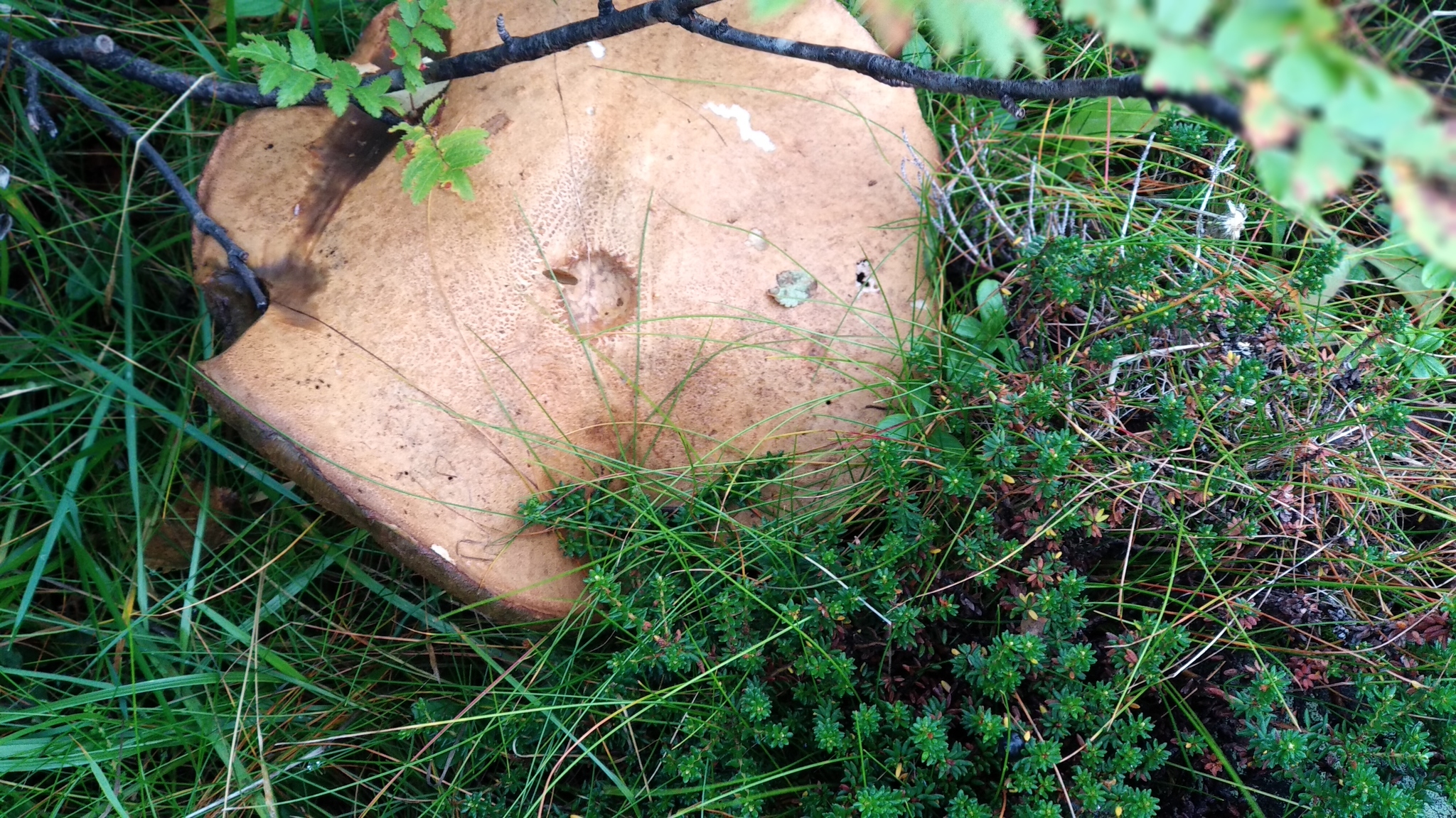 Mushrooms in Norway - My, Miracle Mushrooms, Norway, Forest, Mushrooms, Longpost