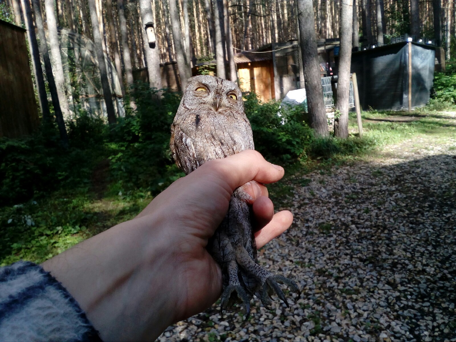 Pamagiti - My, Owl, Milota, Longpost, Chick