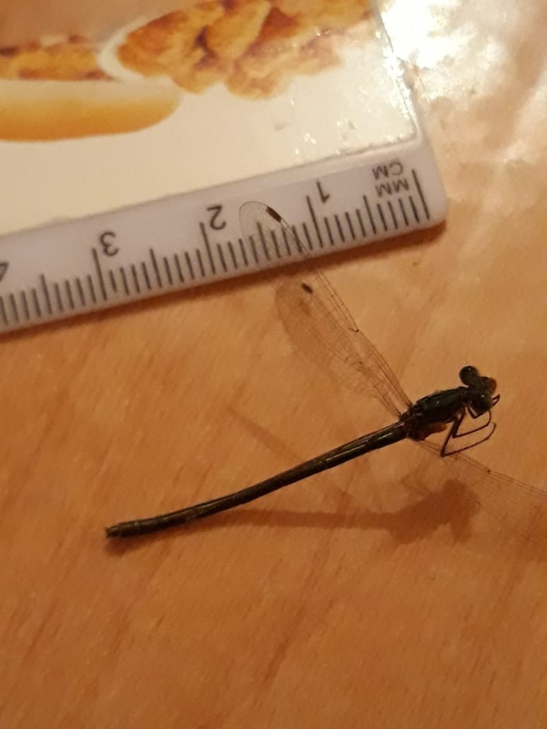 The dragonfly froze - My, Dragonfly, Found, Freezing, Longpost