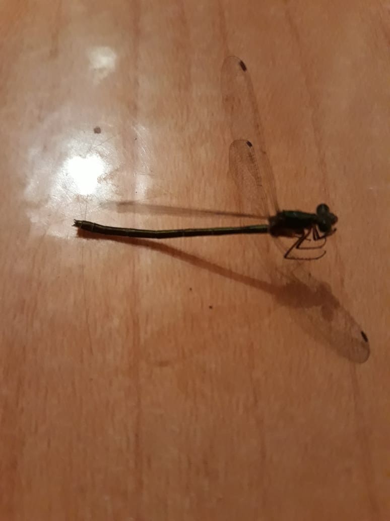 The dragonfly froze - My, Dragonfly, Found, Freezing, Longpost