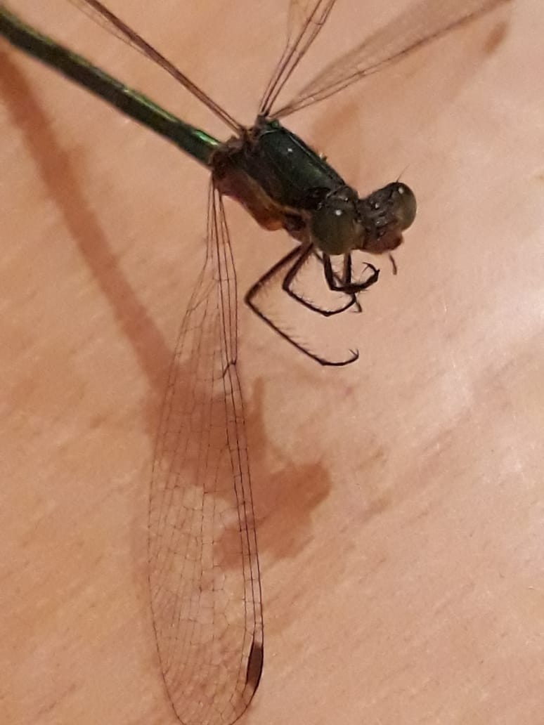 The dragonfly froze - My, Dragonfly, Found, Freezing, Longpost