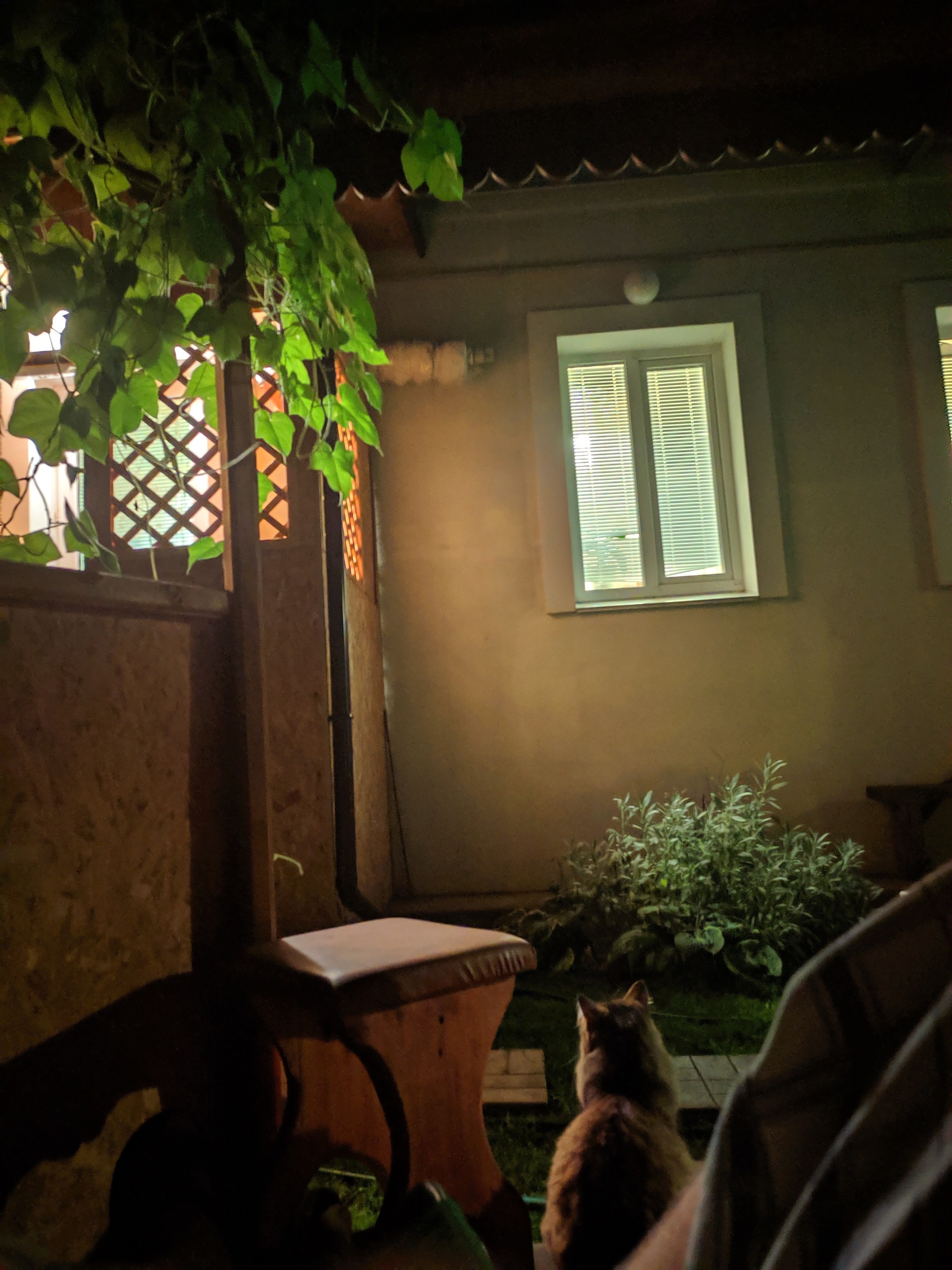 Night shooting - My, The photo, Night shooting, cat, Longpost