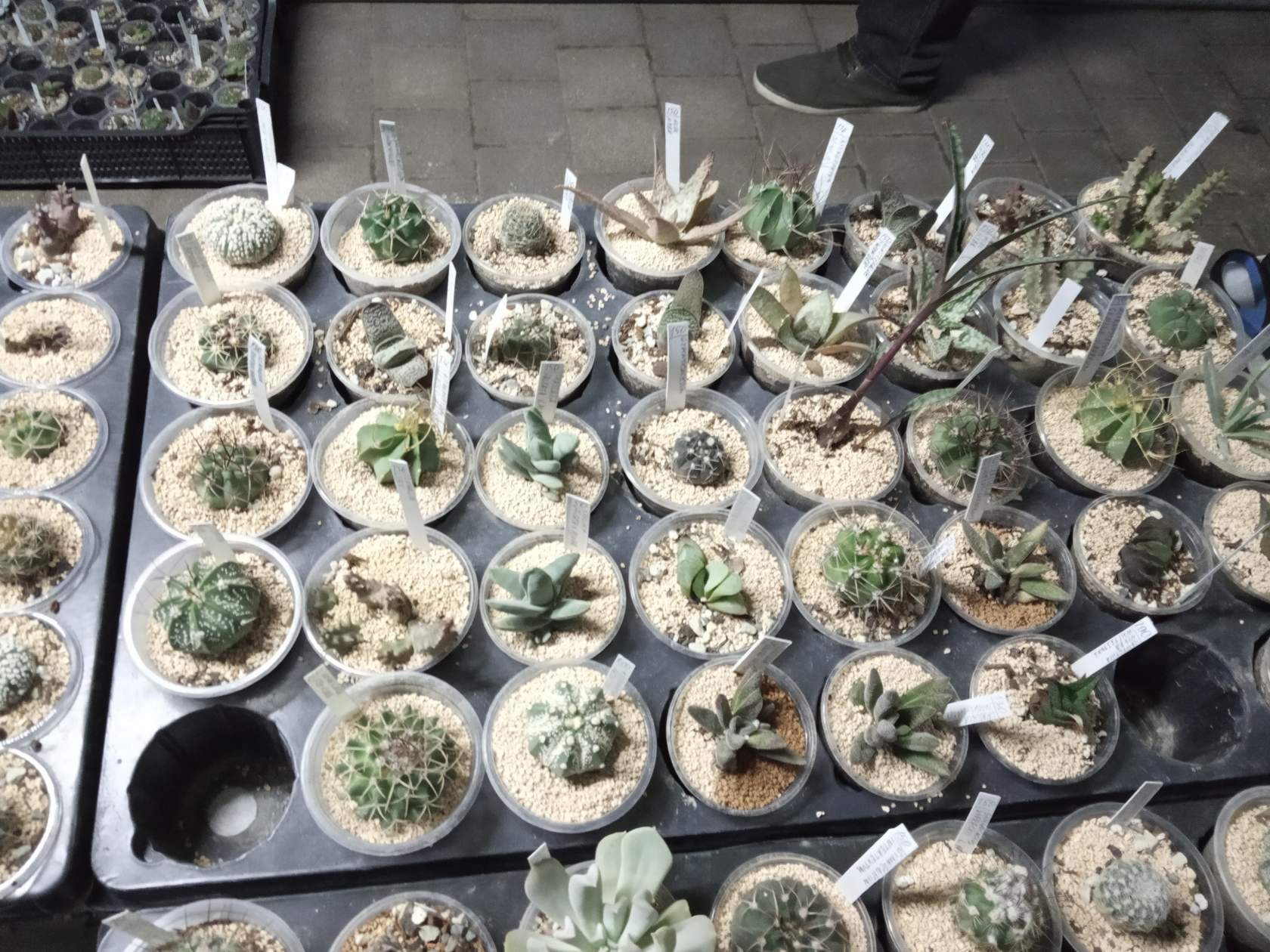 How much time and effort does it take to assemble such a collection? - My, Succulents, Cactus, Houseplants, Longpost