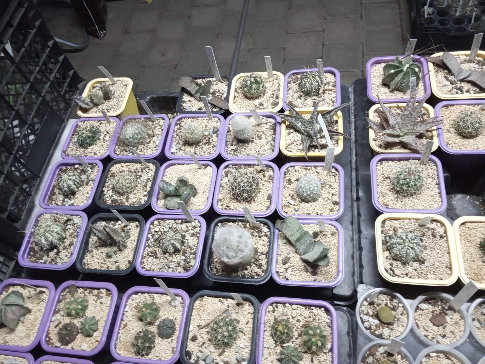 How much time and effort does it take to assemble such a collection? - My, Succulents, Cactus, Houseplants, Longpost