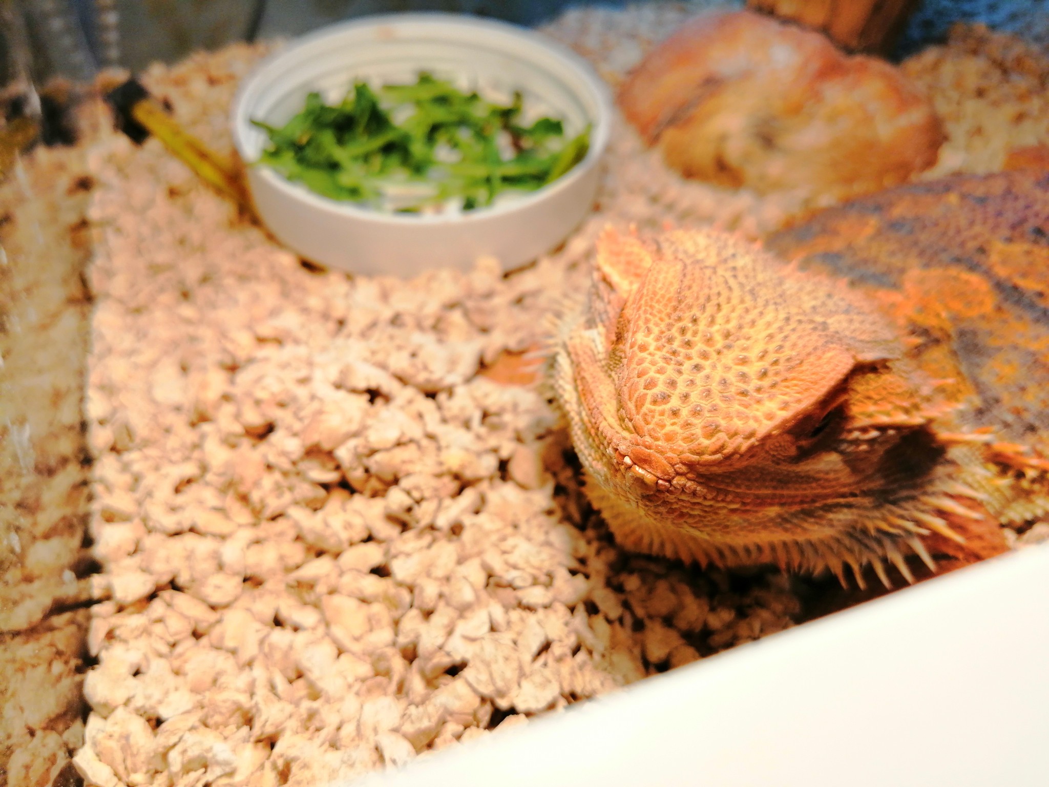 Yantar Agamych, your time has come! - My, Bearded dragon, Exotic, Longpost