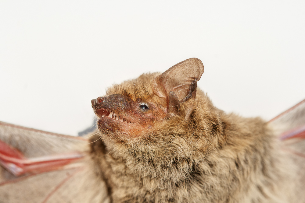 Is it a mouse or a dog? - My, Animals, Bat, Close-up, Macro photography, Evening, Bats, Longpost