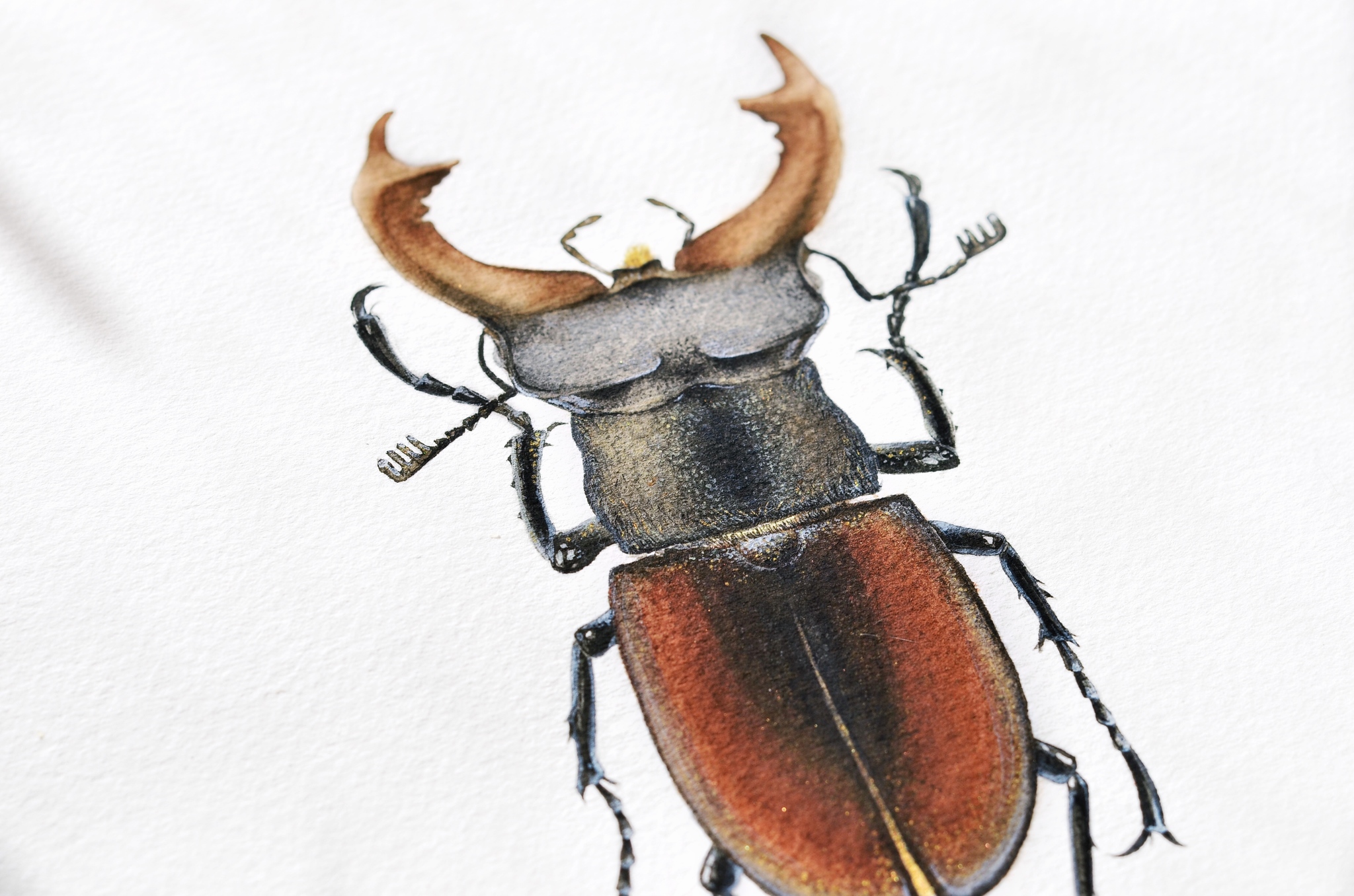 Stag beetle, watercolor - My, Watercolor, Art, Drawing, Жуки, Longpost, Deer Beetle, Insects, Animalistics