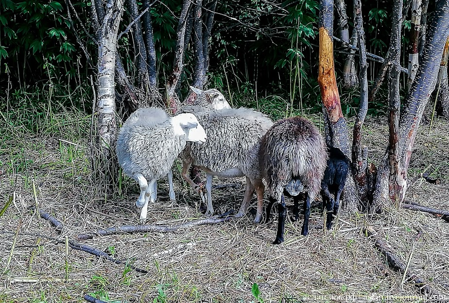 How to develop the Far Eastern hectare. - My, Far Eastern hectare, Kamchatka, Longpost