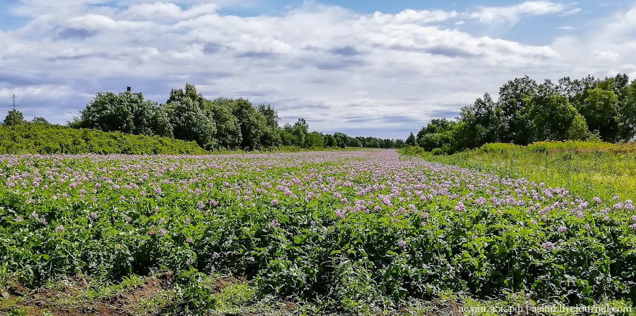 How to develop the Far Eastern hectare. - My, Far Eastern hectare, Kamchatka, Longpost