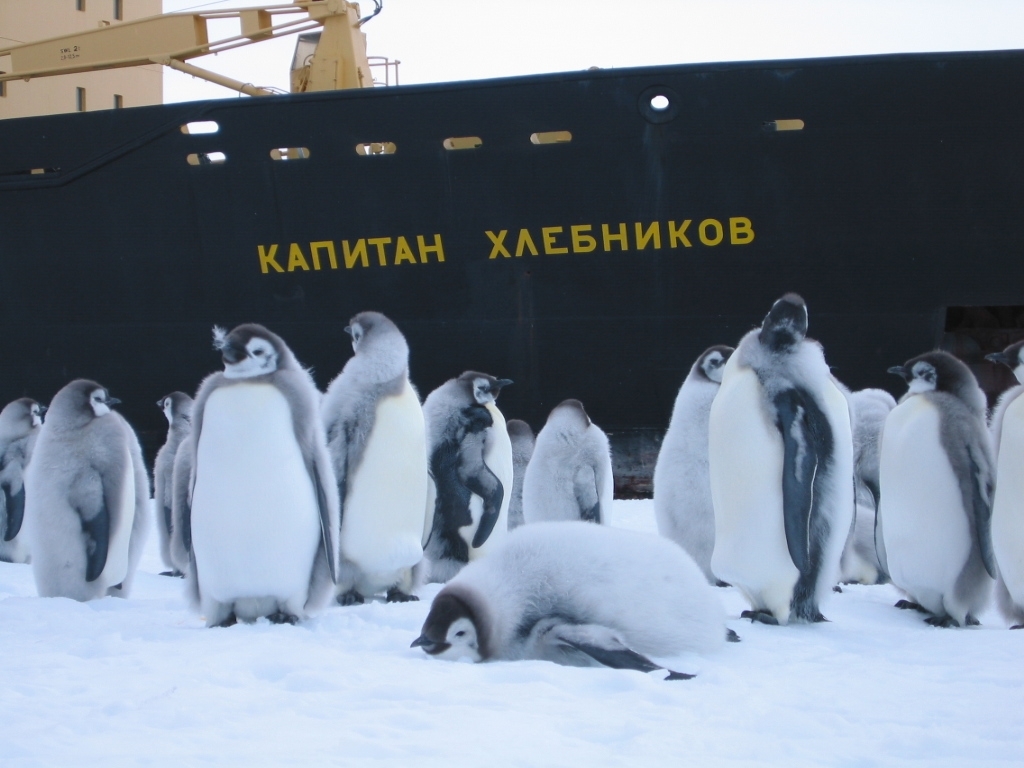 Captain Khlebnikov is a Russian icebreaker. - Icebreaker, Captain Khlebnikov, Penguins