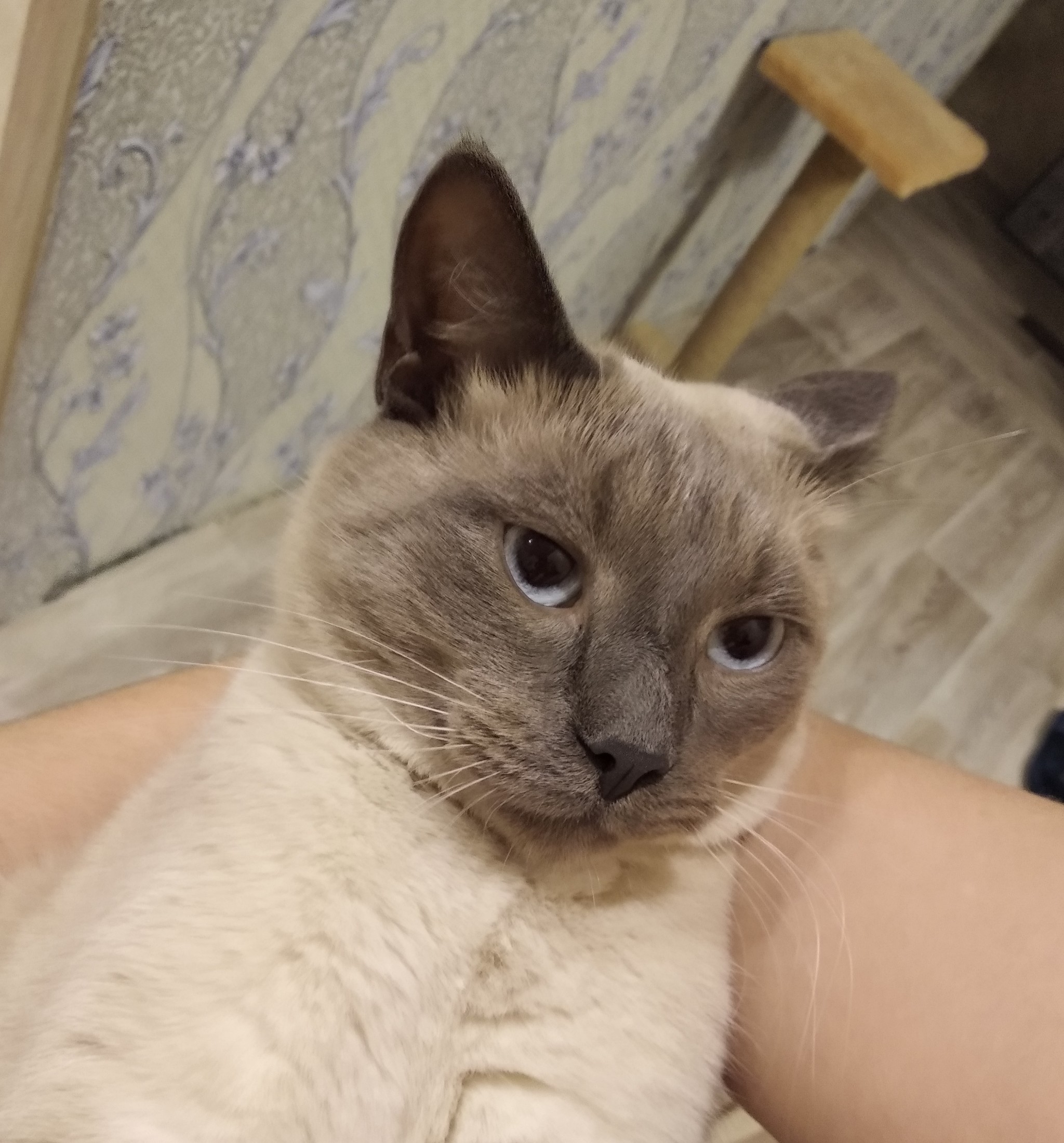 My first post on Peekaboo - My, cat, Thai cat, Kotopes, Fat cats, Milota, Pets, Longpost