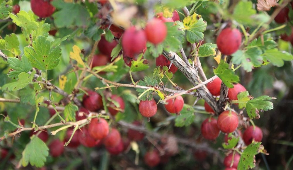 Пересадка плодовых деревьев осенью - Agronews, Совет, Дачники, Огород, Пересадка, Длиннопост