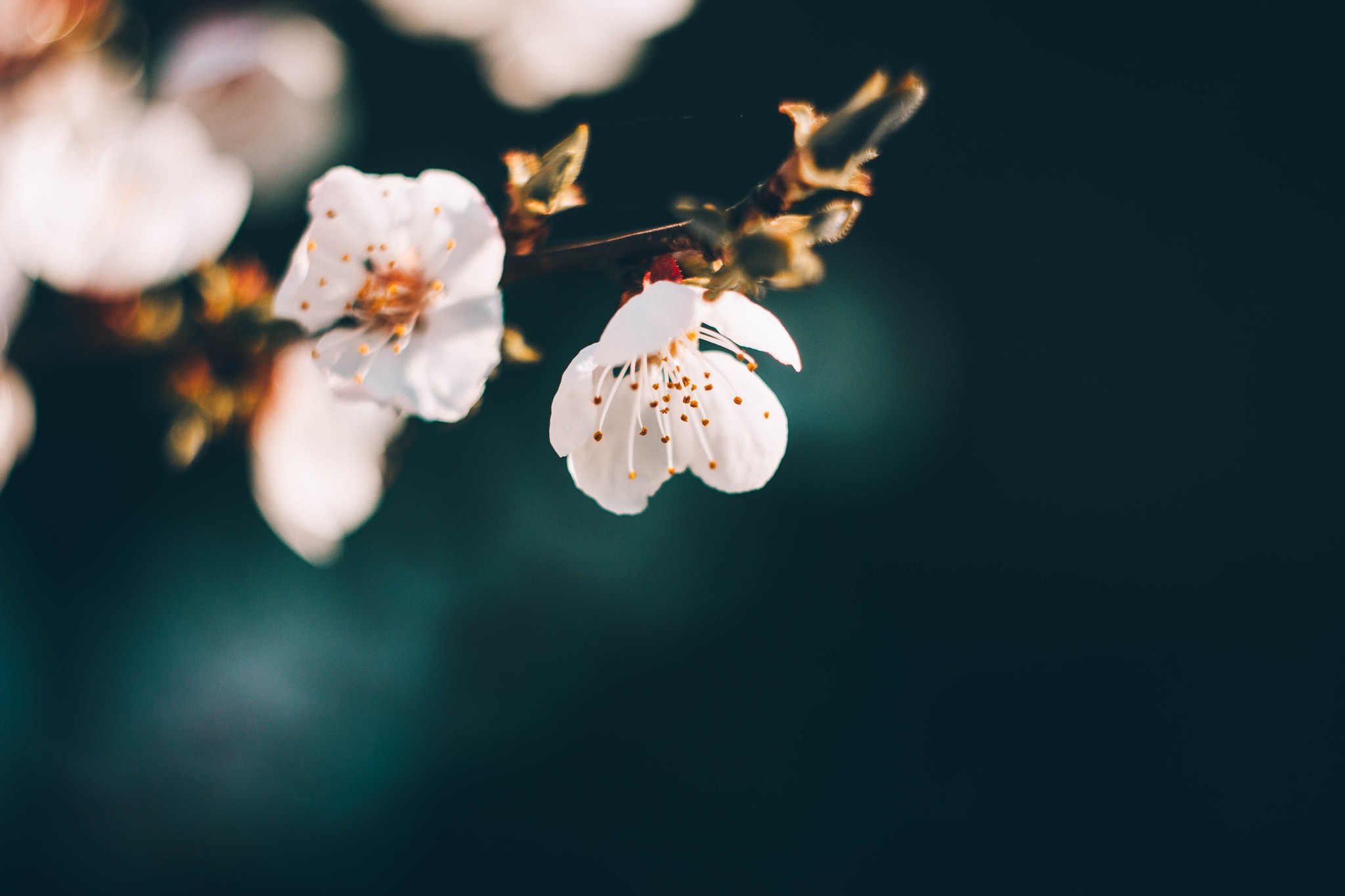 Photography for yourself, soul and for the sake of interest - My, The photo, Manual optics, Helios44-2, , Canon, Photo processing, Nature, For the soul, Longpost, Helios44-2, Helios 40