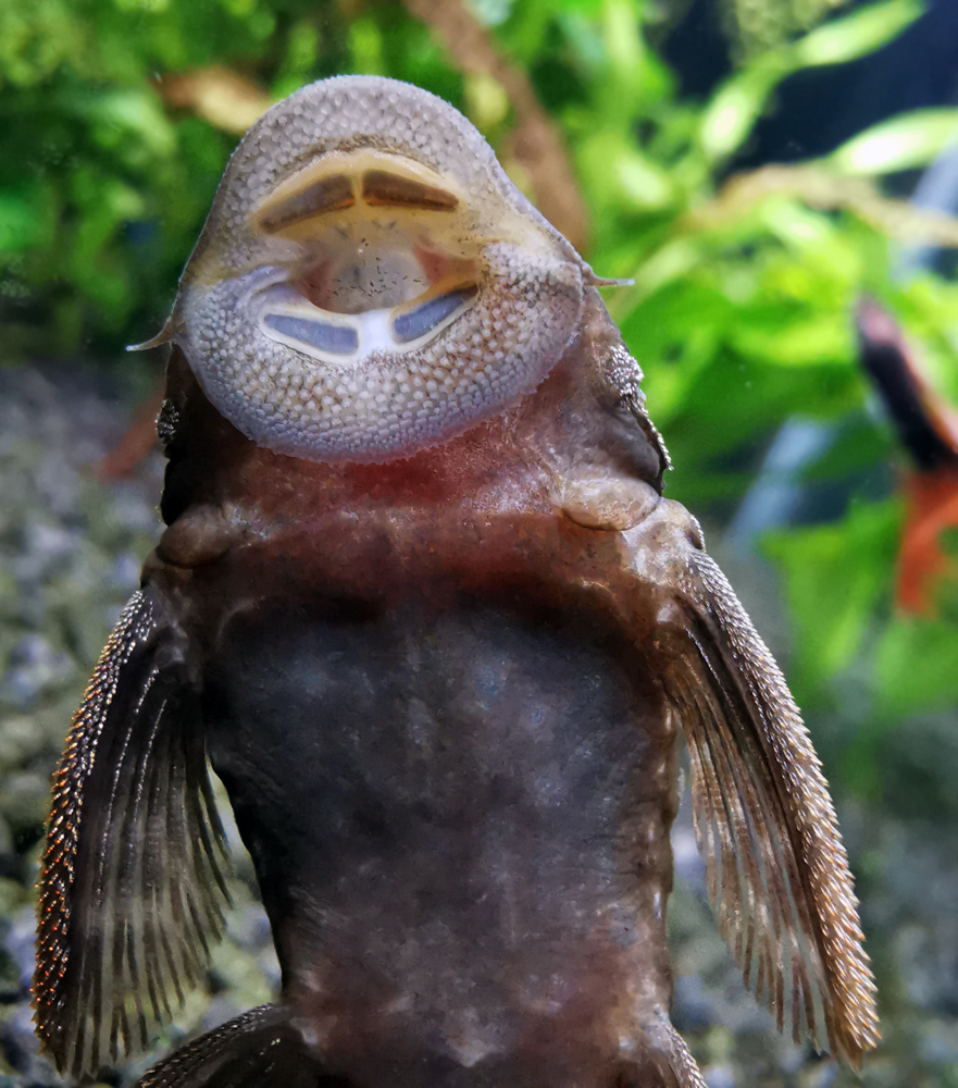 catfish ancistrus - My, Catfish, The photo, Ancistrus, Aquarium, Longpost