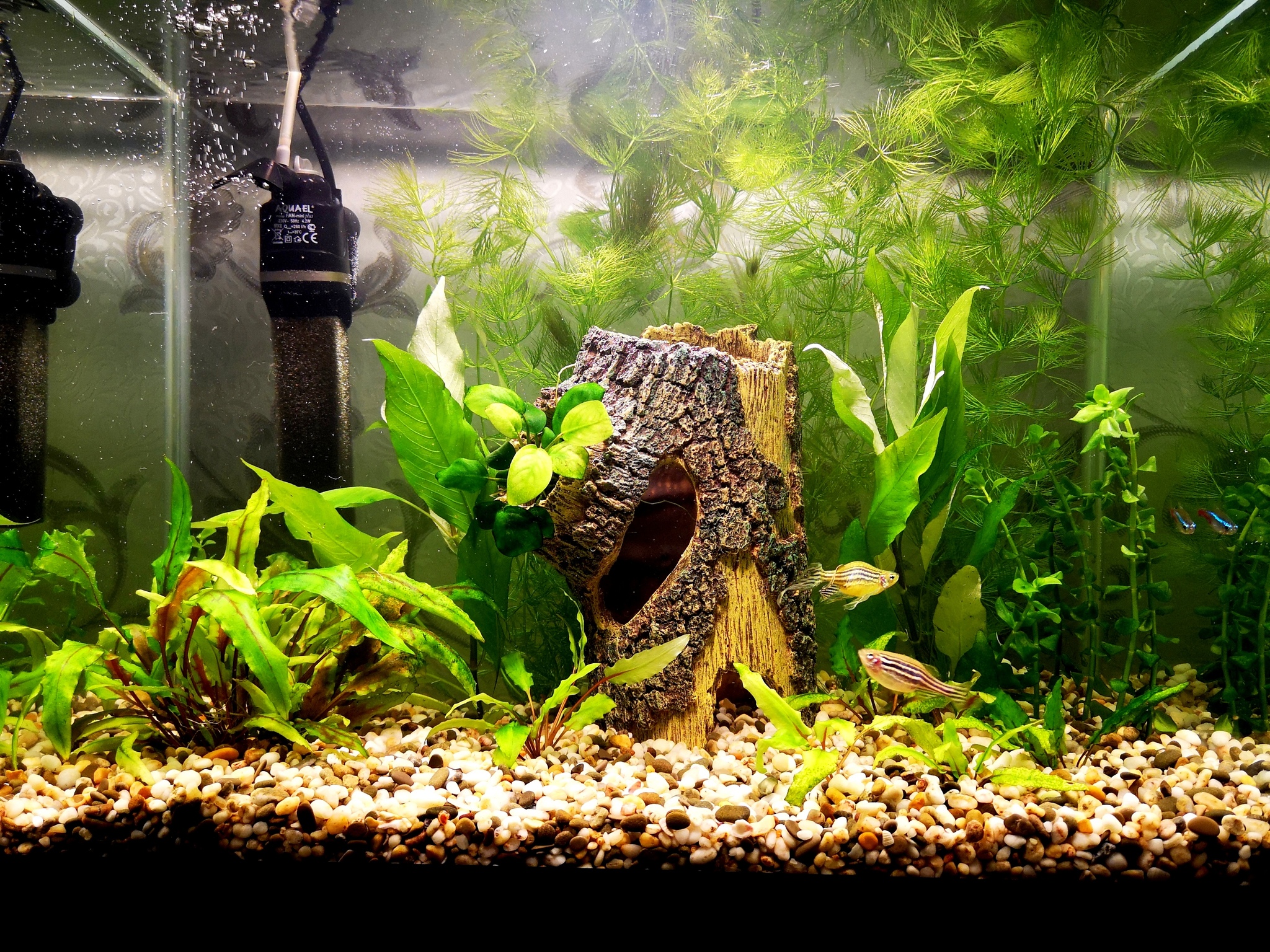 Pumping the aquarium for 1000r - My, Aquarium fish, Aquarium, Help, Longpost