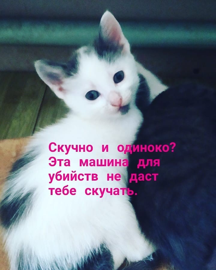 Minsk. Kittens as a gift. - My, Homeless animals, Animals, Kittens, Is free, Minsk, Helping animals, Help, Longpost, cat