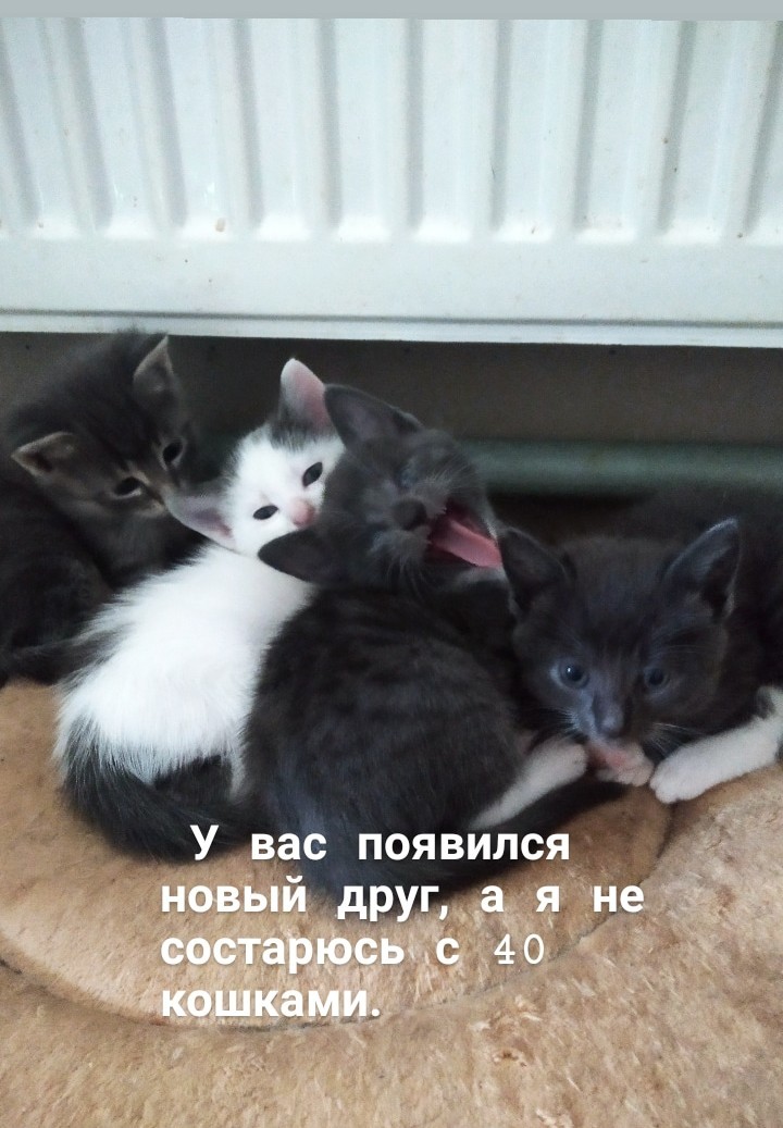 Minsk. Kittens as a gift. - My, Homeless animals, Animals, Kittens, Is free, Minsk, Helping animals, Help, Longpost, cat