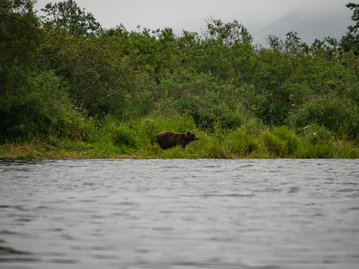 This is a strange place Kamchatka (c) - Kamchatka, , The Bears, Sea lions, Longpost, Koryaksky Volcano, Avachinsky volcano, Kozelsky Volcano, Vilyuchinsky volcano