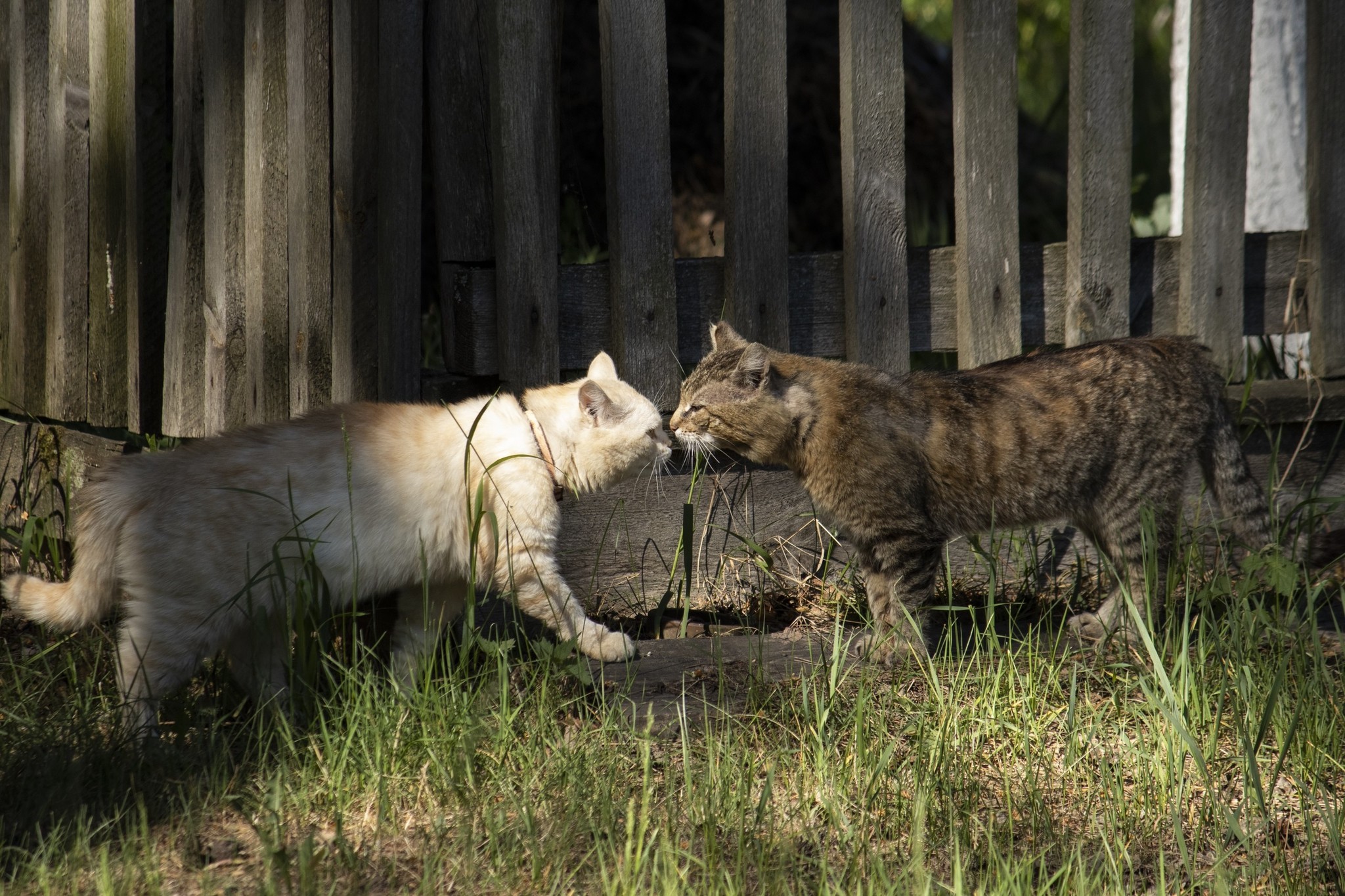 Уличные коты - Моё, Коты и собаки вместе, Кот, Начинающий фотограф, Длиннопост, Собака