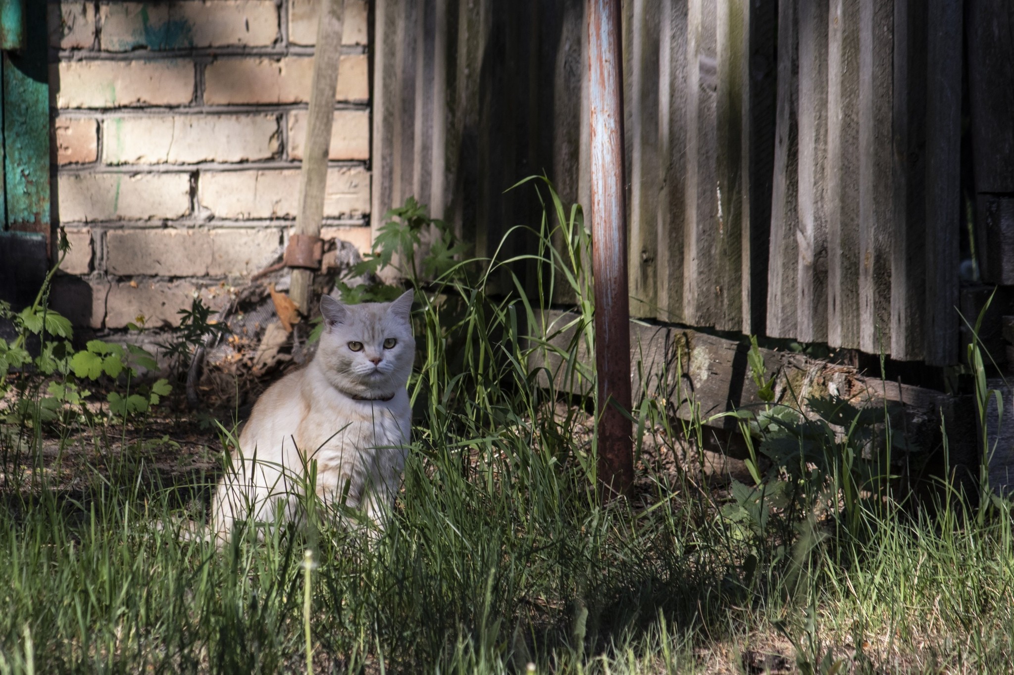 Уличные коты - Моё, Коты и собаки вместе, Кот, Начинающий фотограф, Длиннопост, Собака