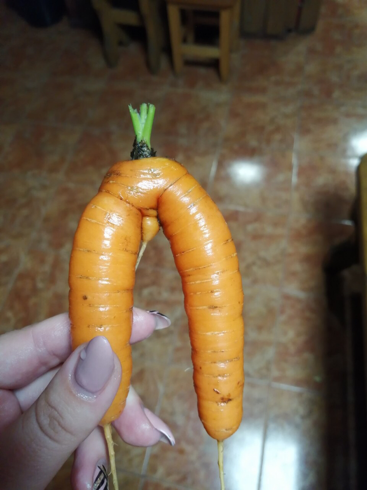 New harvest - Carrot, Harvest, What was watered, it grew