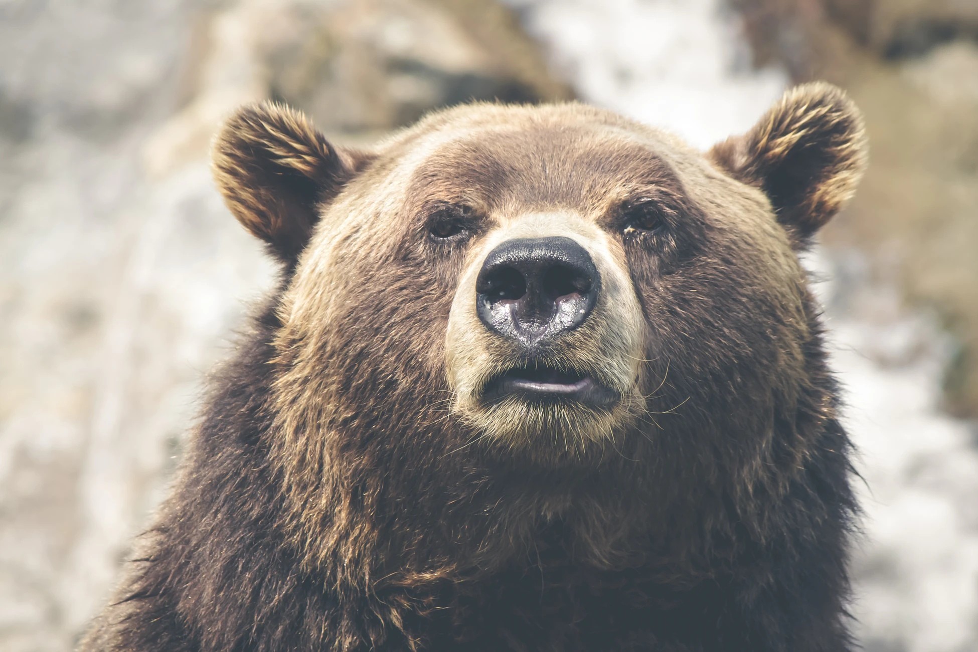 Wet nose - The Bears, Brown bears, Nose