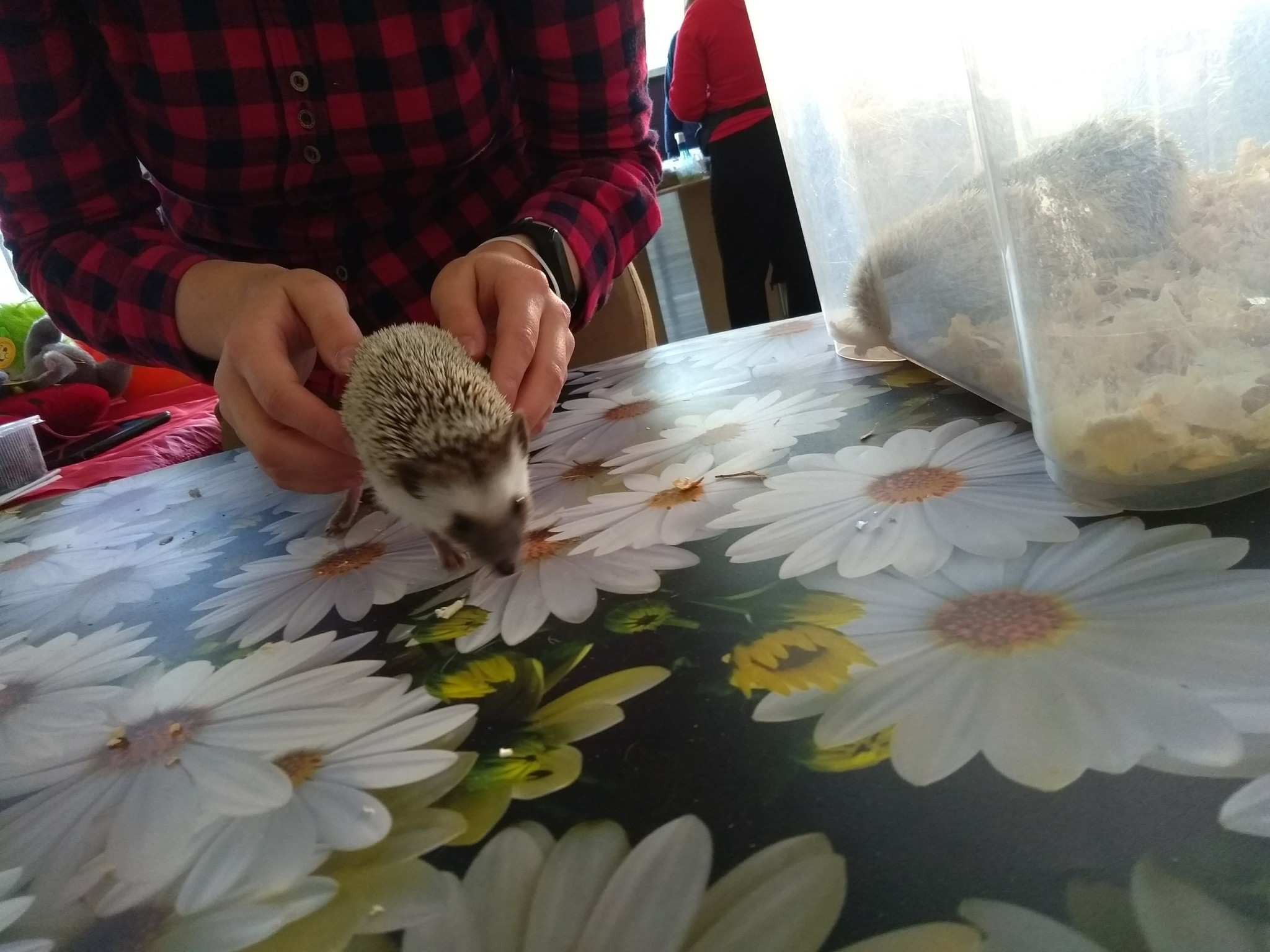 We visited the festival of hedgehogs in St. Petersburg - My, Loft Project Floors, African pygmy hedgehog, Longpost