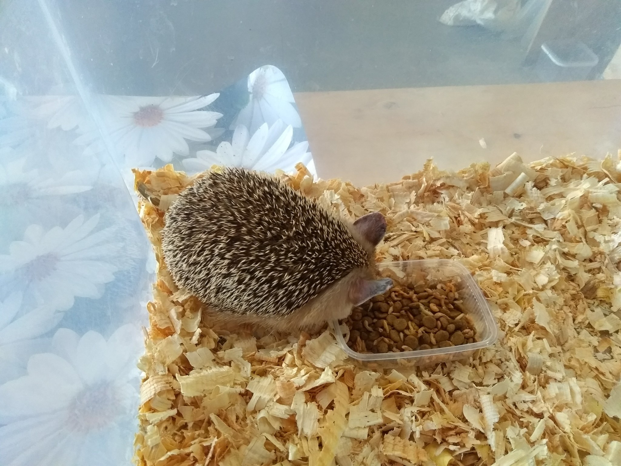 We visited the festival of hedgehogs in St. Petersburg - My, Loft Project Floors, African pygmy hedgehog, Longpost