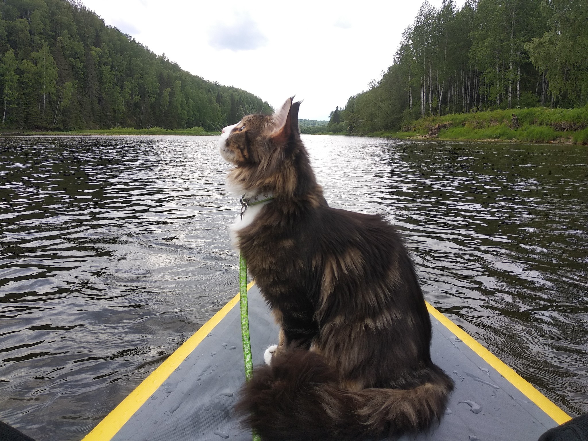 Catalloy - My, cat, Catomafia, Alloy, Perm Territory, Usva, Maine Coon, Longpost