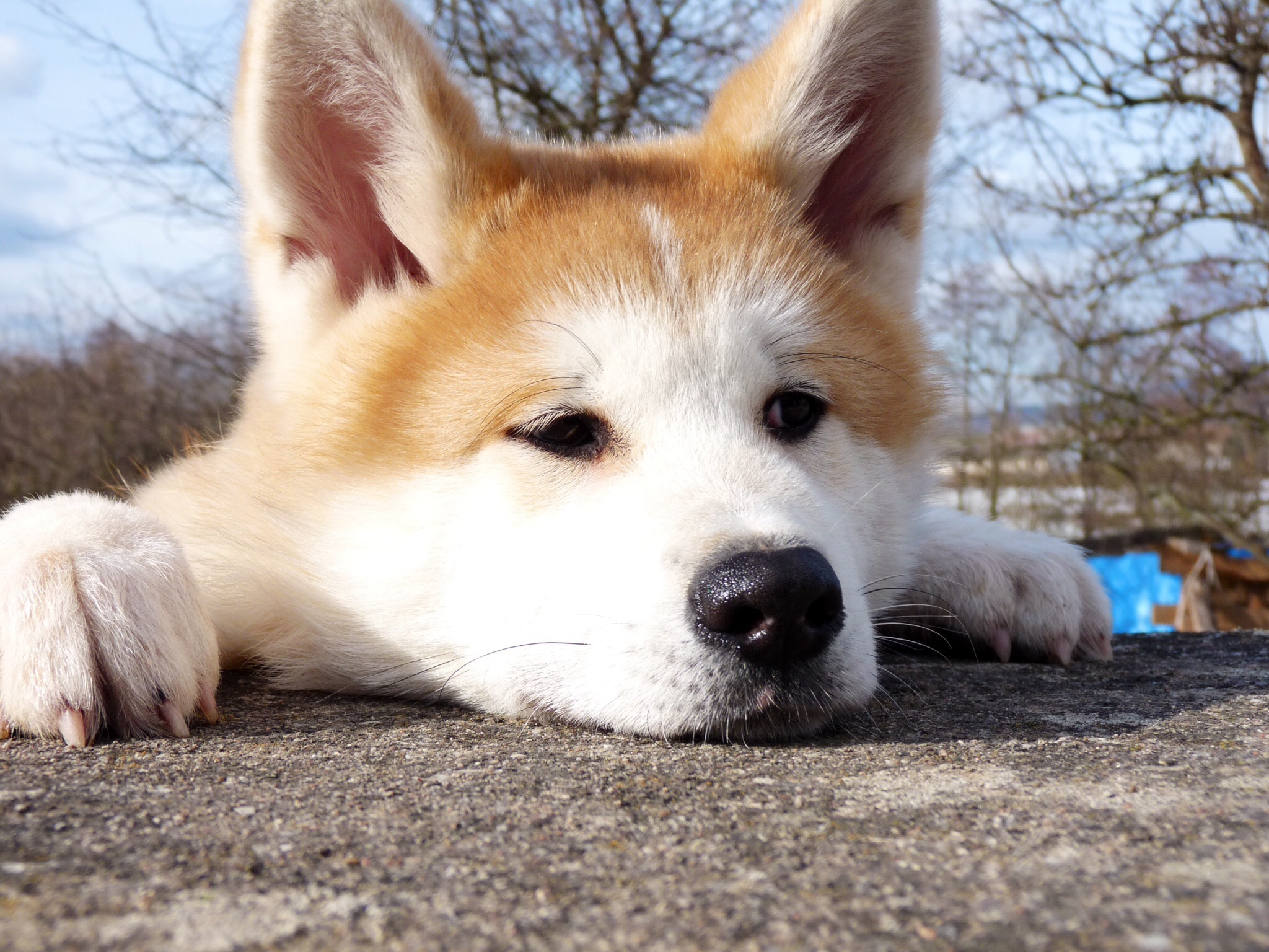 Akita Inu (Japanese) - Dog, Breed, Dog breeds, The photo, Dog lovers, Longpost, Akita inu