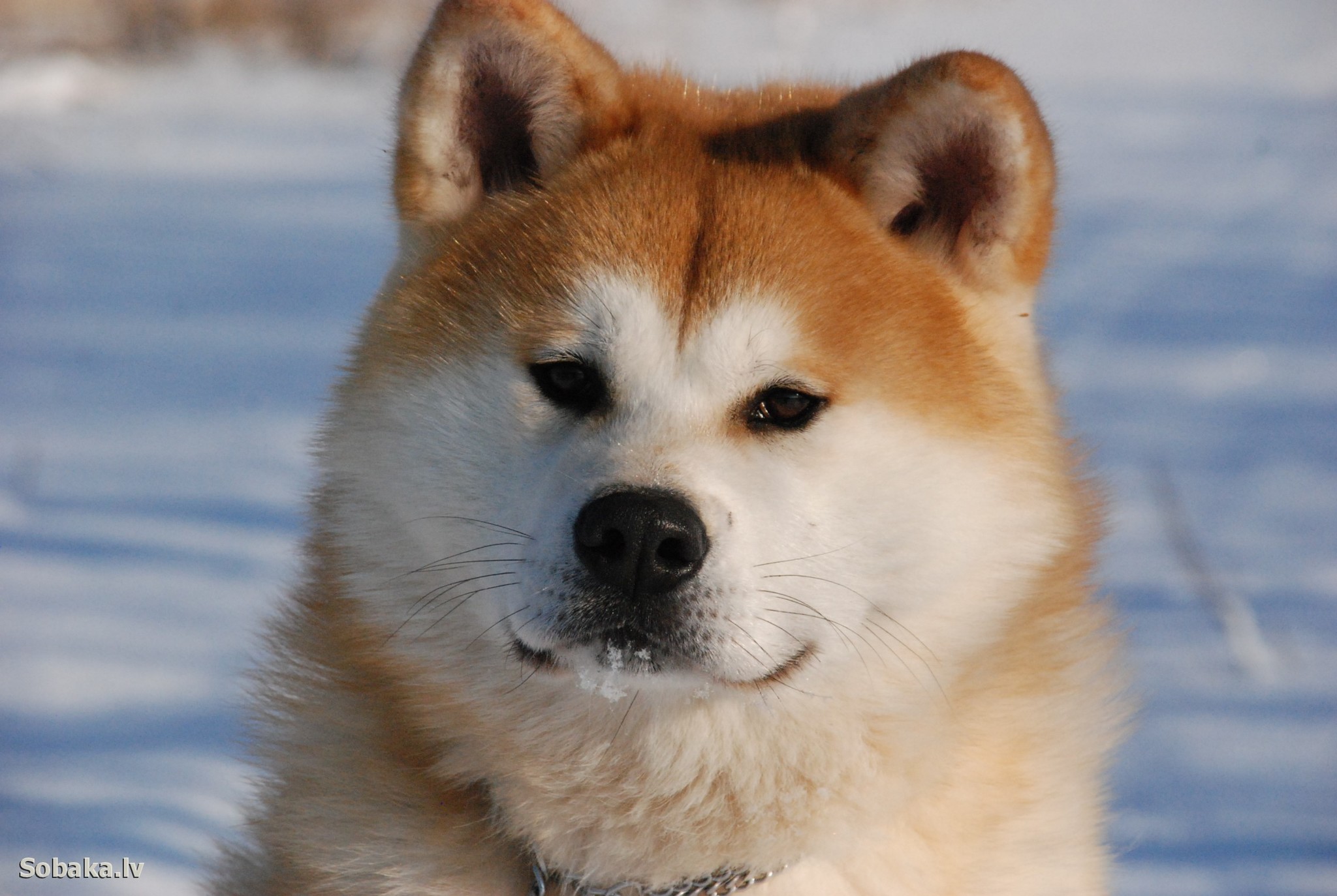 Akita Inu (Japanese) - Dog, Breed, Dog breeds, The photo, Dog lovers, Longpost, Akita inu