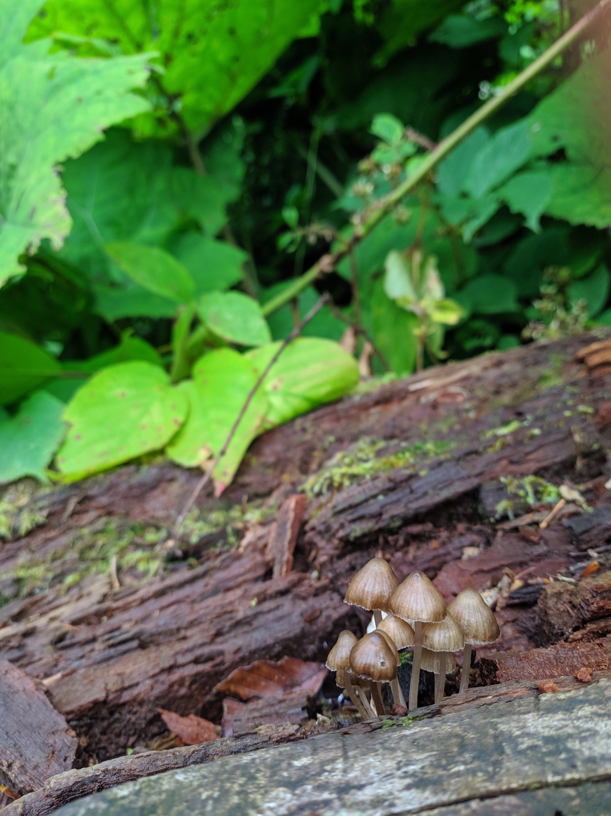 Mushrooms. And a slug. - My, Beginning photographer, Mushrooms, No filters, Longpost