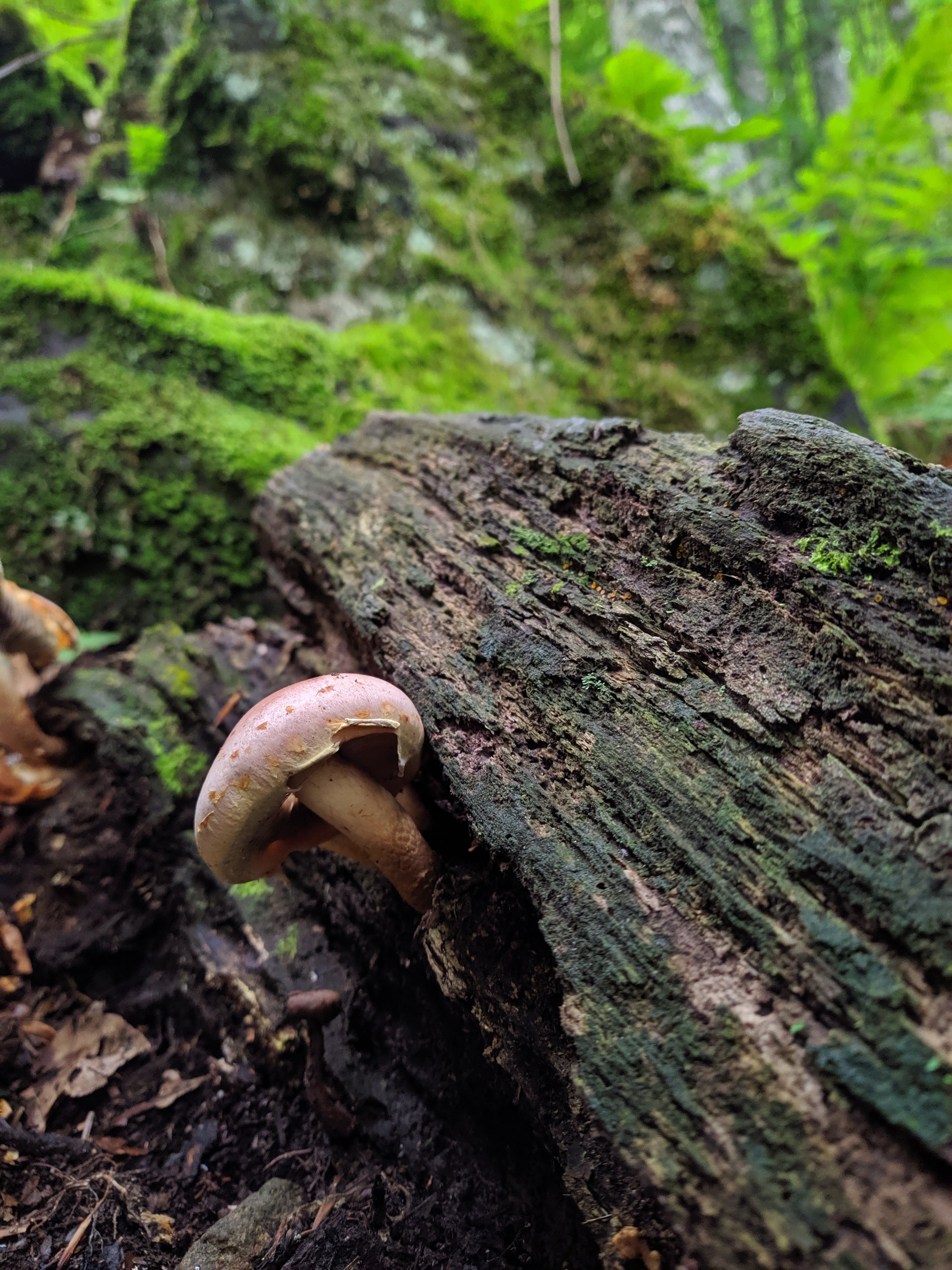 Mushrooms. And a slug. - My, Beginning photographer, Mushrooms, No filters, Longpost