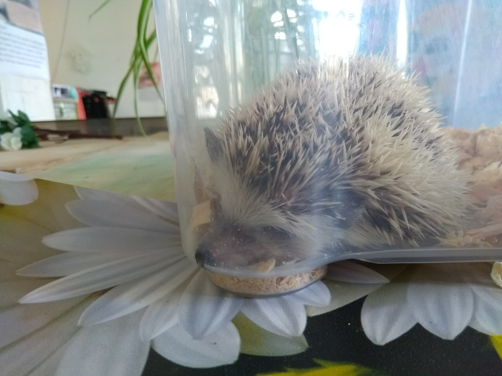 We visited the festival of hedgehogs in St. Petersburg - My, Loft Project Floors, African pygmy hedgehog, Longpost