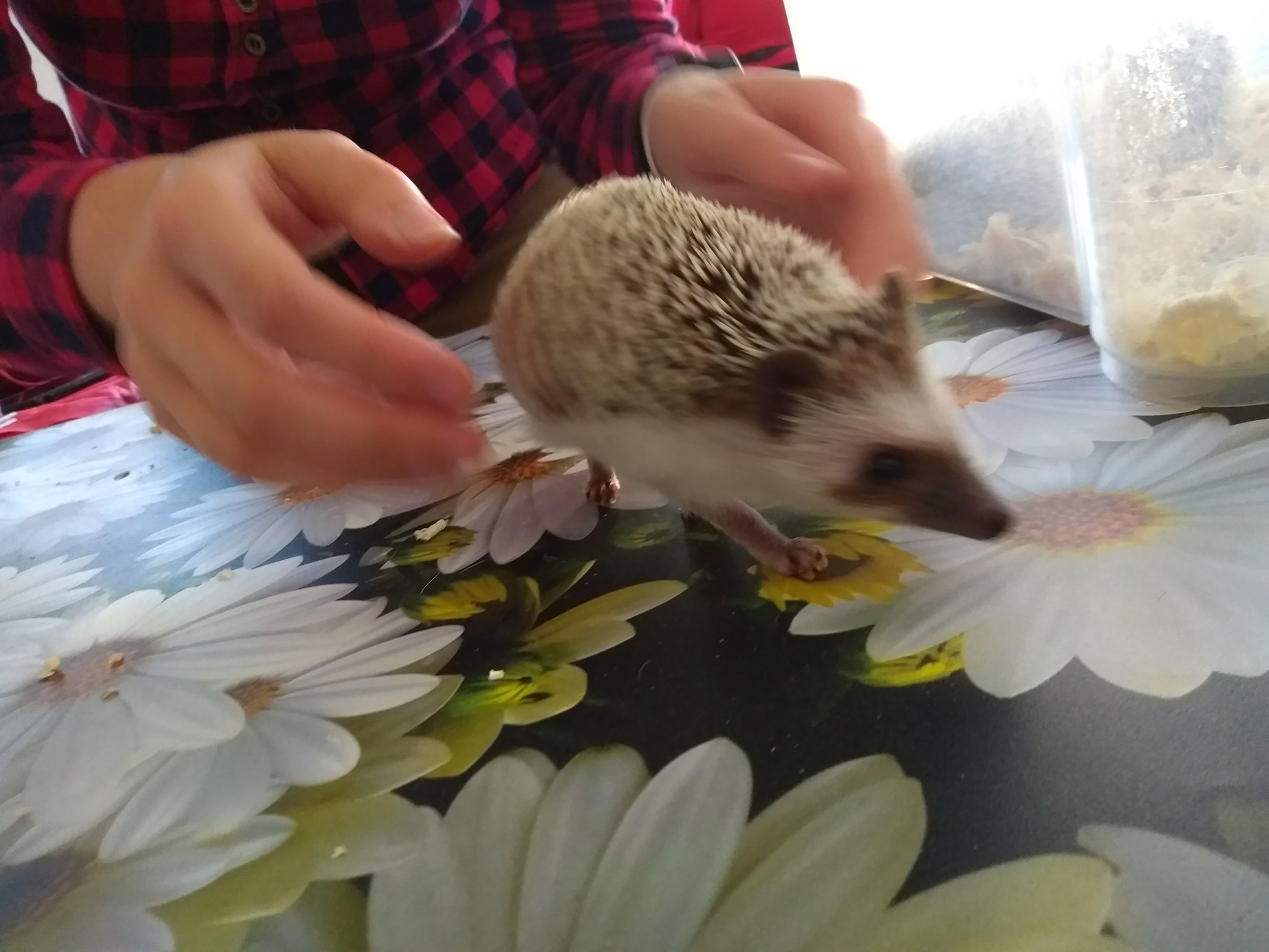 We visited the festival of hedgehogs in St. Petersburg - My, Loft Project Floors, African pygmy hedgehog, Longpost