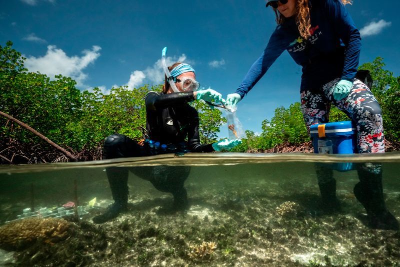 'Environmental woe' embraces scientists who witnessed the fall of the Great Barrier Reef (Nature, September 13) - The science, news, Climate, Great Barrier Reef, Longpost