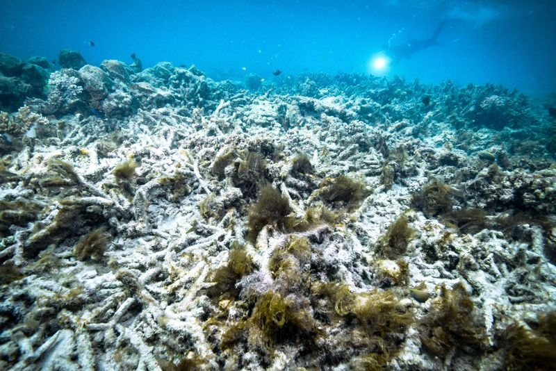 'Environmental woe' embraces scientists who witnessed the fall of the Great Barrier Reef (Nature, September 13) - The science, news, Climate, Great Barrier Reef, Longpost