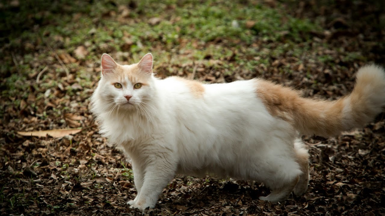 Turkish van - cat, Catomafia, The photo, Cat breeds, Breed, Turkish Van, Description, Longpost