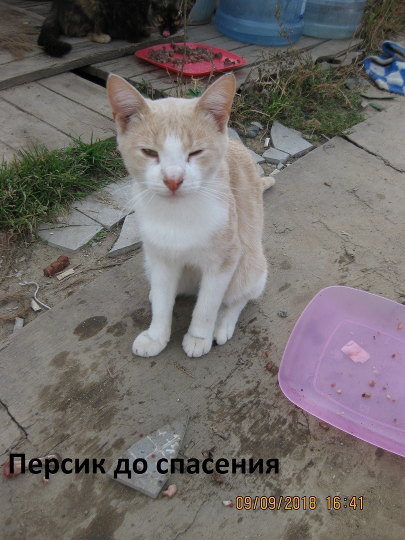 4 cats URGENTLY looking for a home!!!! Lyubertsy, Moscow region - Catomafia, cat, , Longpost