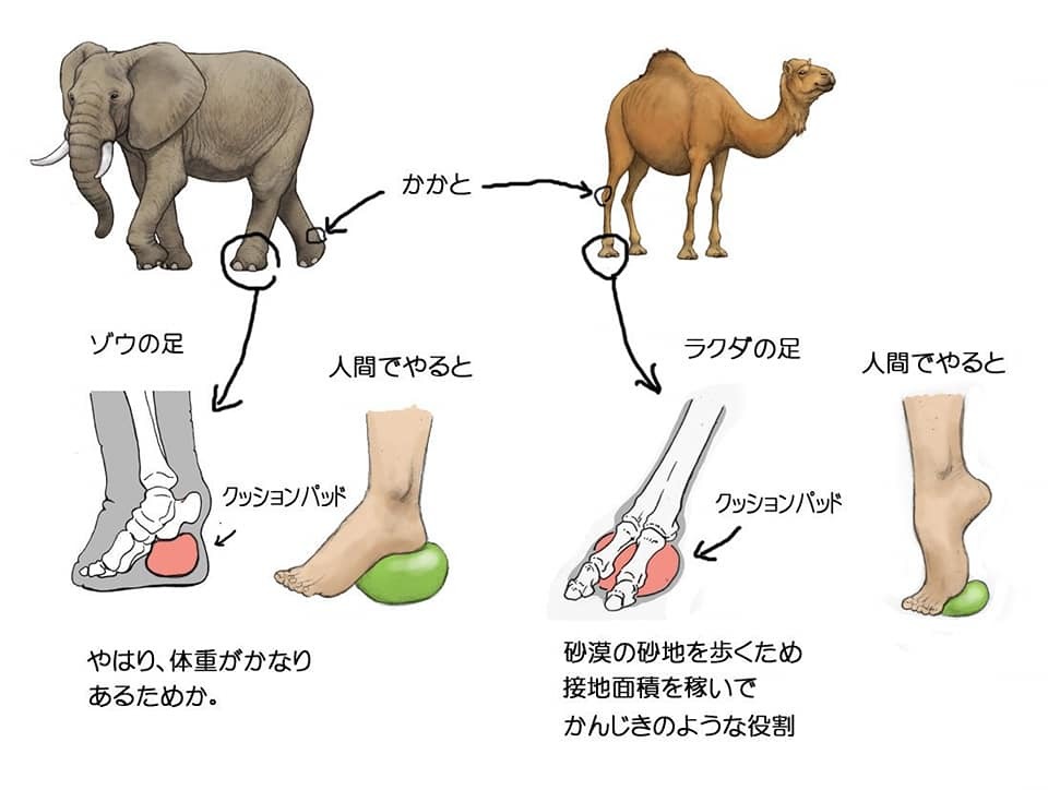 A bit of stubborn anatomy - Anatomy, Person, Animals, Birds, Longpost