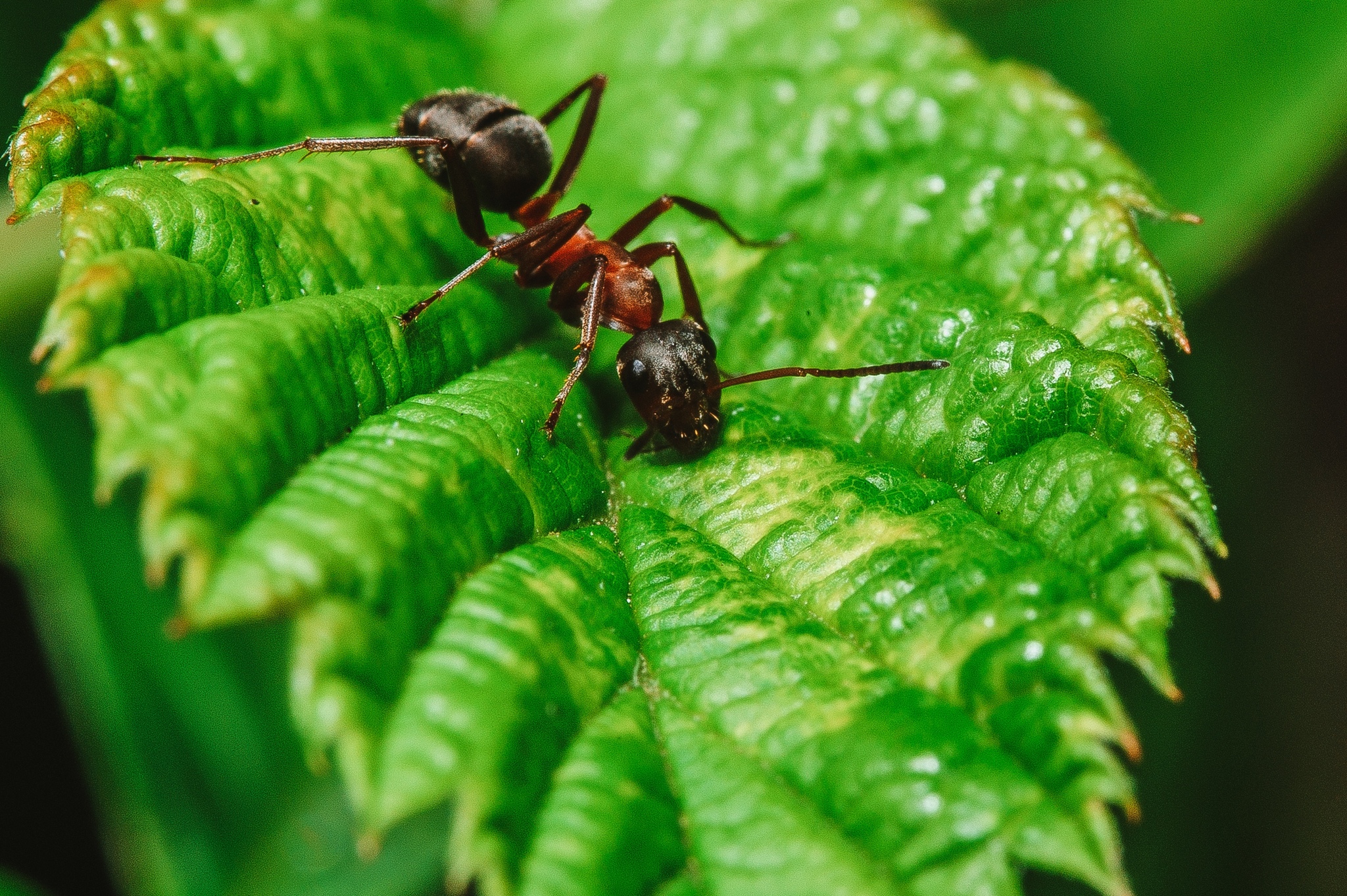 ������ ��� ��������� ����, ���������, �������������, �����, ���������, �������, Nikon, ����������