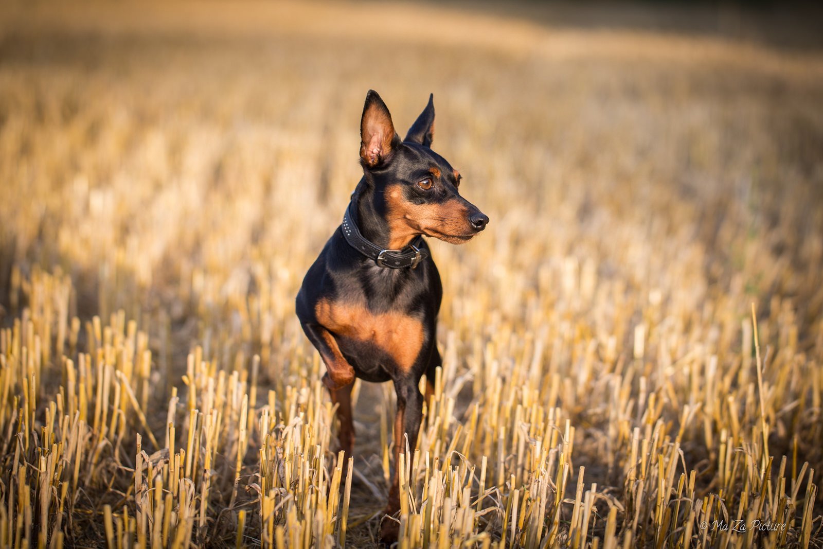 Miniature Pinscher - Dog, Breed, Dog breeds, , Description, The photo, Pinscher, Dog lovers, Longpost