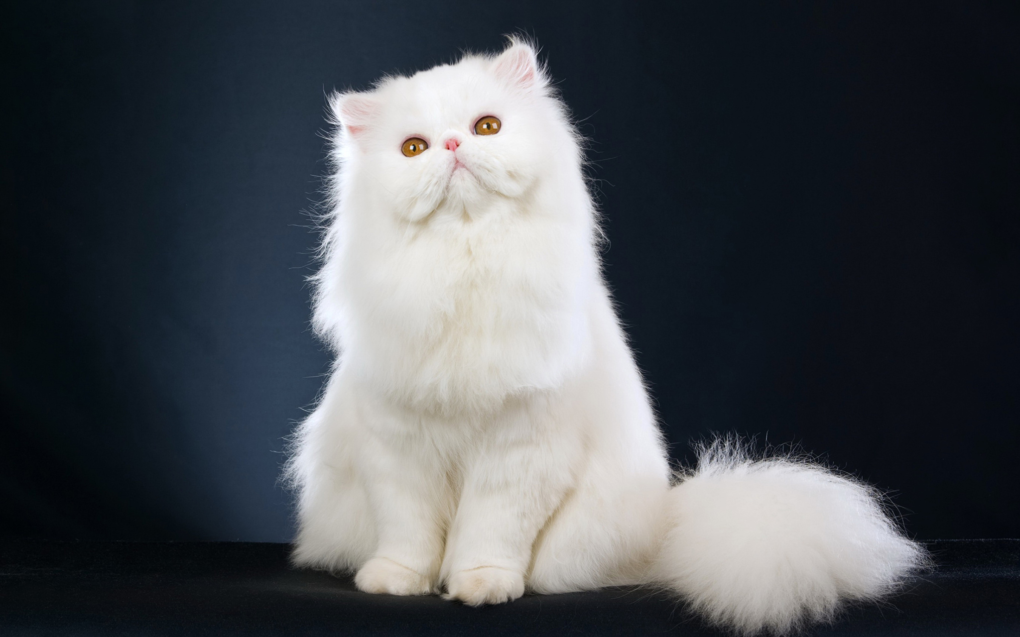 Persian cat - cat, Catomafia, Description, Breed, Cat breeds, Persian cat, , The photo, Longpost