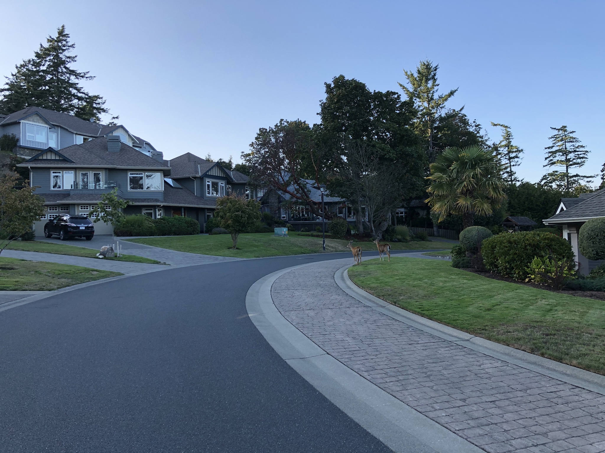 Deer - My, Deer, Town, Road, House, The street, Evening, Canada, Longpost, Deer