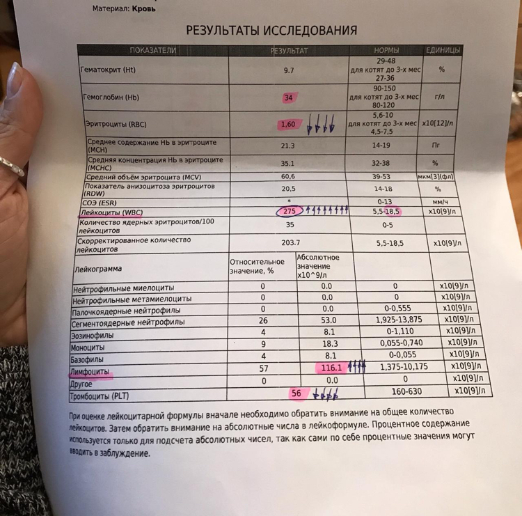 Cat blood tests - My, Vet, Blood test, cat, Advice, Doctors, Longpost