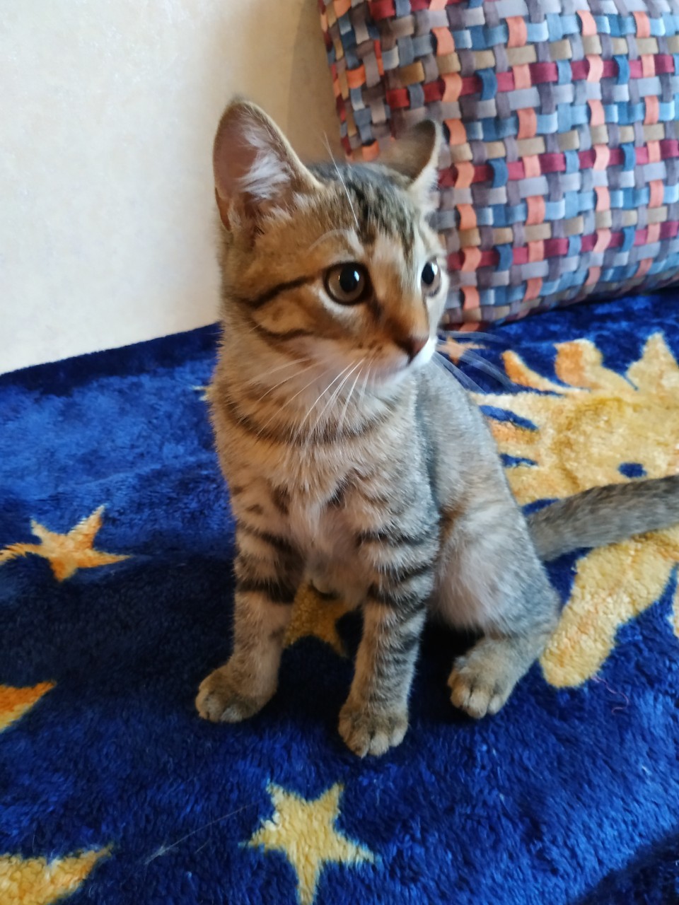 Kittens are looking for a home 2. Minsk, Minsk region - My, cat, In good hands, Help, Minsk, No rating, Longpost, Helping animals