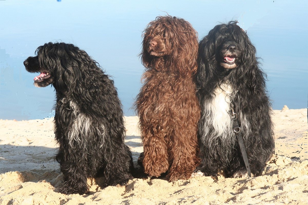 О породах собак №109. Водяные собаки, часть 1. Португальская водяная собака.  | Пикабу