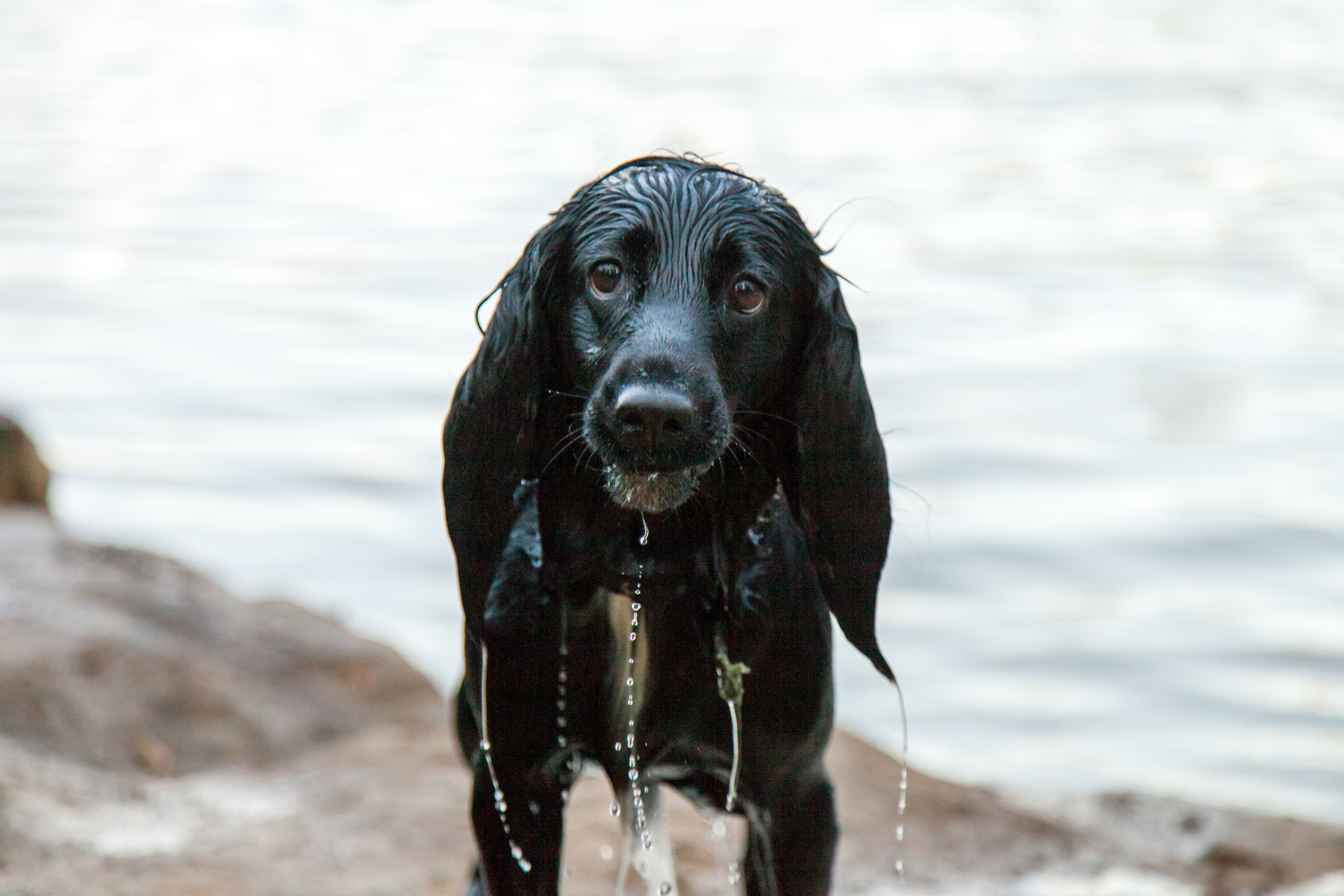 He does not carry his own burden) - My, Dog, dog joys, Longpost