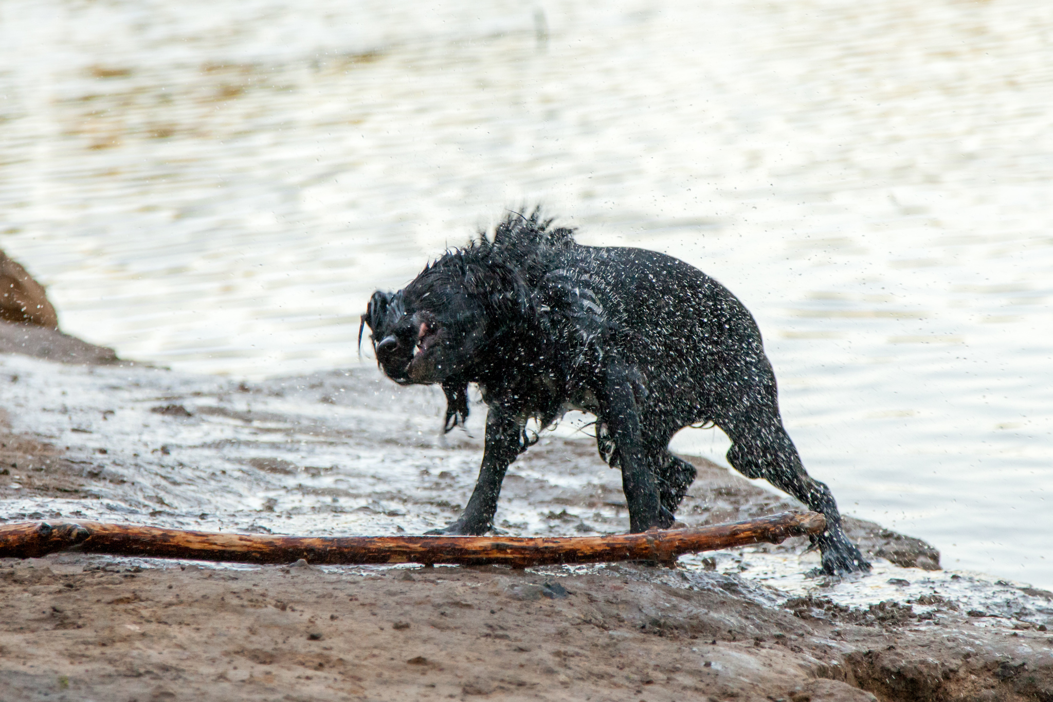 He does not carry his own burden) - My, Dog, dog joys, Longpost